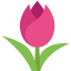 tulip