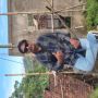Baharudin12